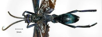 Media type: image;   Entomology 27349 Aspect: habitus dorsal view